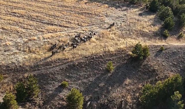 Bitlis'te domuz sürüsü dron ile görüntülendi