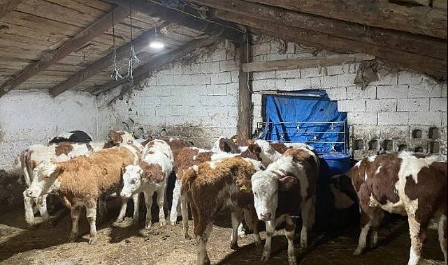 Büyükbaş hayvan dolandırıcıları yakalandı