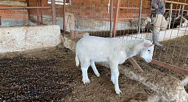Çanakkale’de Kuzu 5 Ayaklı Doğdu