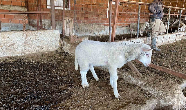 Çanakkale’de Kuzu 5 Ayaklı Doğdu