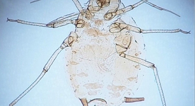 Çanakkale’de yeni bir böcek türü keşfedildi