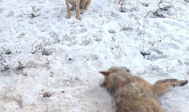Çoban Köpeği Sürüye Saldıran Kurdu Telef Etti