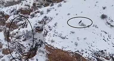 Dağ keçileri ile kurt aynı karede görüntülendi