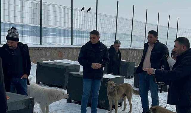 Damal'da sokak hayvanları emin ellerde