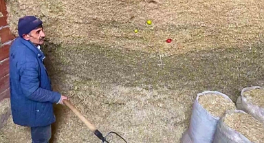 Derin dondurucu yerine samanlığı tercih ediyorlar