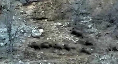 Domuz sürüsü yerleşim bölgelerini mesken tuttu