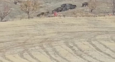 Elazığ’da domuz sürüsü görüldü