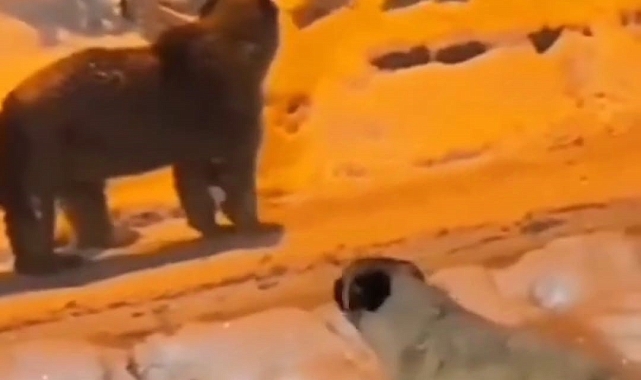 Erzurum'da ayı yerleşim birimine indi