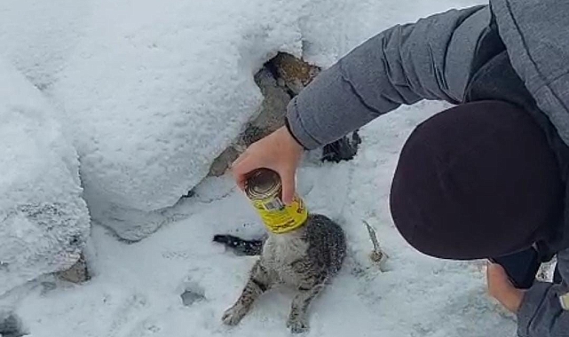 Erzurum'da başı konserve kutusuna sıkışan kediyi yoldan geçen iki kardeş kurtardı
