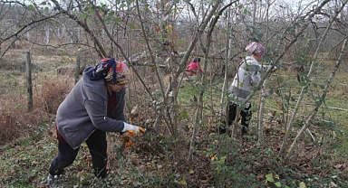 Fındık bahçelerinde kış bakımı başladı
