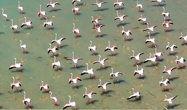 Flamingolar daha Van'ı terketmedi