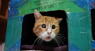 Gümüşhane’de öğrenciler engelli kediler için kedi evi yaptı