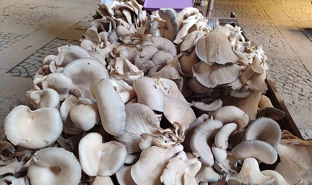 İstiridye mantarı geçim kaynağı oldu