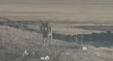 Kars’ta yol kenarına inen kurt kamerada