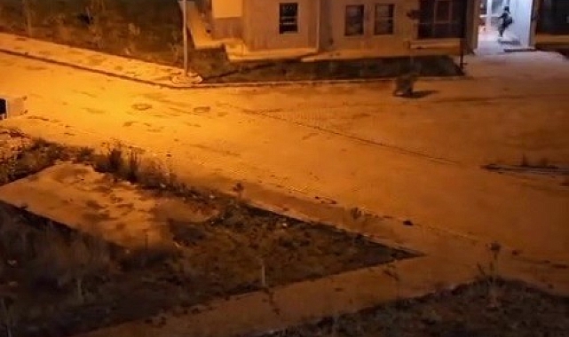Kars'ta ayı vatandaşı böyle kovaladı
