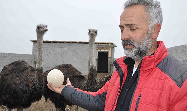 Kars'ta Deve Kuşu Çiftliği Kuruldu