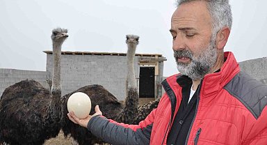 Kars'ta Deve Kuşu Çiftliği Kuruldu