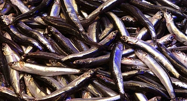 Kendisi küçük ama şöhreti büyük