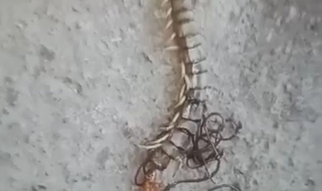 Kırkayağın içinden çıkan at kılı solucanını görünce neye uğradığını şaşırdı