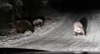 Kış uykusuna yatmayan 3 ayının sevimli anları kamerada