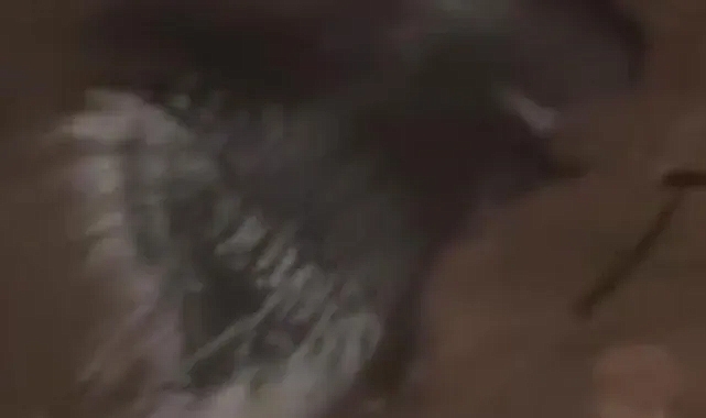 Konya'da 1 tanesi ortaya çıktı. O hayvan normalde Afrika'da yaşıyordu