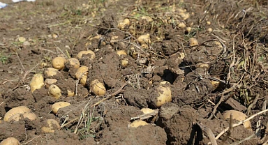 Konya Şeker’den üreticilere patates bedeli ödemesi