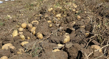 Konya Şeker’den üreticilere patates bedeli ödemesi