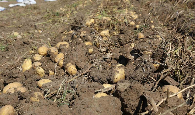 Konya Şeker’den üreticilere patates bedeli ödemesi