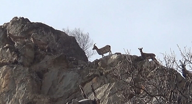 Koruma altındaki yaban keçileri, Tunceli’de görüntülendi