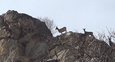 Koruma altındaki yaban keçileri, Tunceli’de görüntülendi