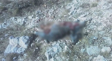 Kurtlar, keçi sürüsüne saldırdı
