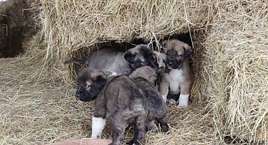 Kuyruksuz köpek yavruları sahiplerini şaşırttı