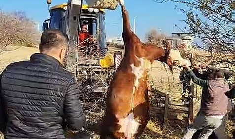 Kuyuya düşen inek kurtarıldı