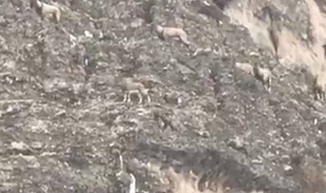 Malatya'da sürü halindeki yaban keçileri görüntülendi