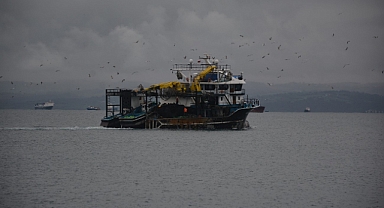 Martıların balık kapma telaşı