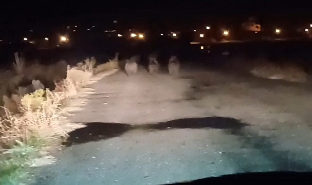 Muradiye'de ayı sürüsü görüntülendi