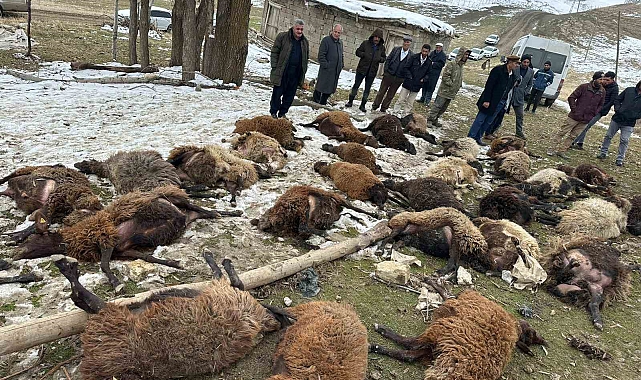 Muş'ta çöken ahırda 30 küçükbaş hayvan telef oldu