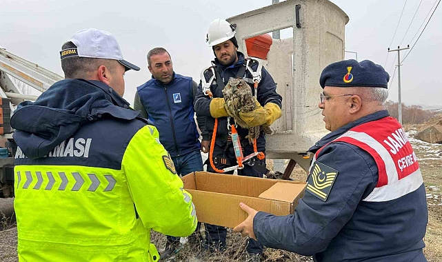 Muş'ta elektrik tellerine sıkışan puhu kuşu kurtarıldı