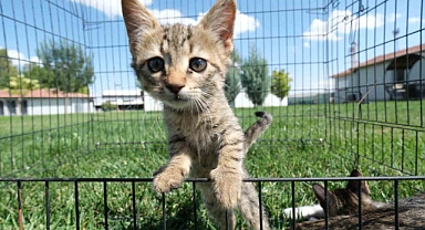 Odunpazarı Belediyesi 2024 yılında 302 can dostu yeni yuvasına kavuşturdu