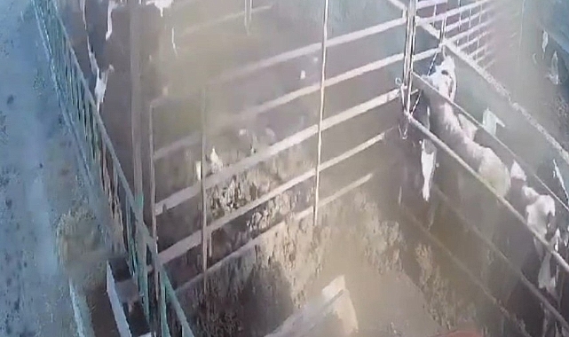 Öfkeli boğa sahibine acımadı