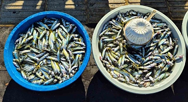 Oltayla yakalanan istavrit 150 TL’den satışta