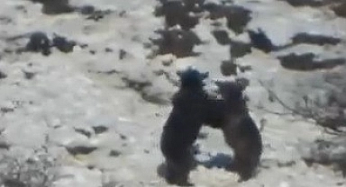 Oyun oynayan iki ayının görüntüsü izleyenleri gülümsetti