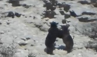 Oyun oynayan iki ayının görüntüsü izleyenleri gülümsetti
