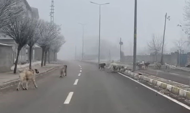 Patnos'ta başıboş köpekler tehlike saçıyor