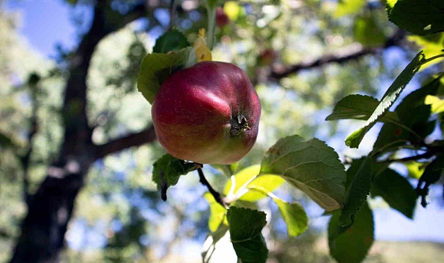 Posof Elması, Posoflu kadınlarla yaygınlaşacak