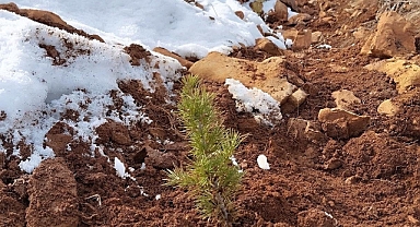 Saimbeyli’de 10 bin fidan dikimi yapıldı