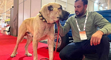 Şanlıurfa’da çobanların vazgeçilmezi: Guregh köpekleri