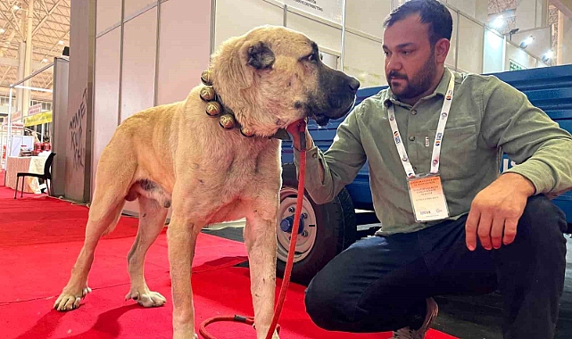 Şanlıurfa’da çobanların vazgeçilmezi: Guregh köpekleri