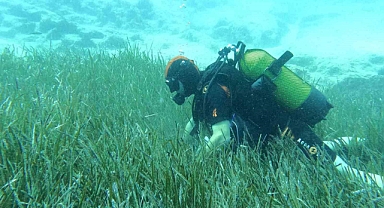 Saros ve Göcek’te deniz çayırları ve mercan habitatlarının korunması çalışmaları devam ediyor