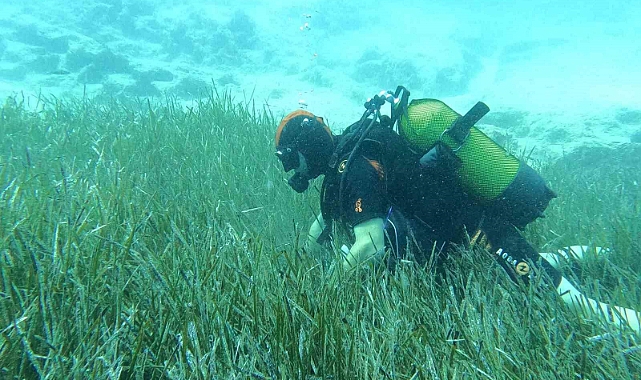 Saros ve Göcek’te deniz çayırları ve mercan habitatlarının korunması çalışmaları devam ediyor